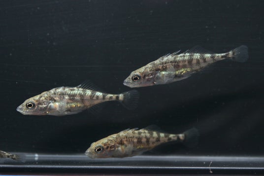 琵琶湖博物館水族トピック展示 「ハリヨの稚魚、元気に生育中です!」開催中 琵琶湖博物館水族トピック展示 「ハリヨの稚魚、元気に生育中です!」開催中