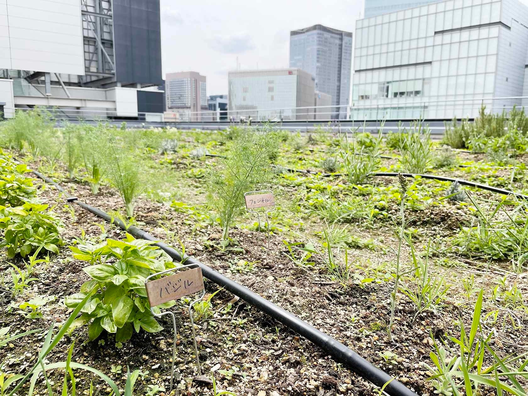 21年の銀座ルーフガーデン