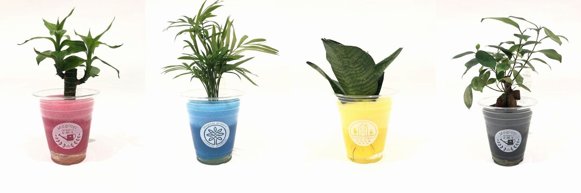 マジカルグリーン植物例　左からキングバンブー、テーブルヤシ、サンセベリア、ガジュマル