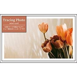 全部ちがうトレペフォトミニカード テラコッタ(パインブック)