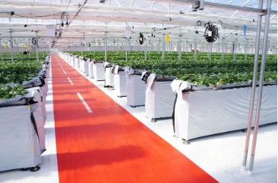 ホタテ貝殻由来のカルシウム素材をイチゴとサツマイモで検証 ShelltasとJAL Agriportが成田「JAL FARM」で共同実証を開始