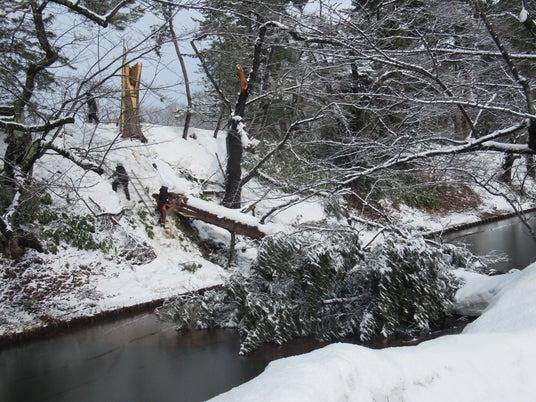 大雪で倒木した弘前公園の推定樹齢260年の松と桜を、新たな地域資源として活用 大雪で倒木した弘前公園の推定樹齢260年の松と桜を、新たな地域資源として活用