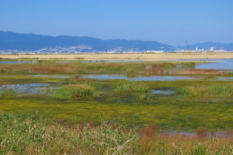 写真：公益財団法人大阪自然環境保全協会