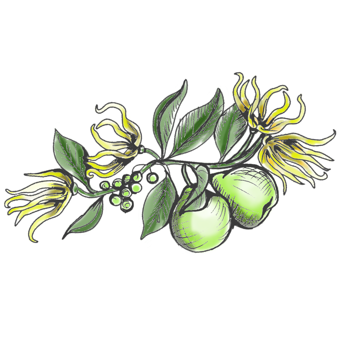 ハートチャクラを開き、まるで旅をしているような香り