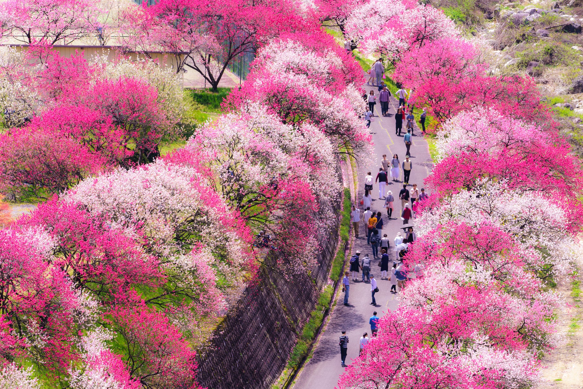 長野 花 桃