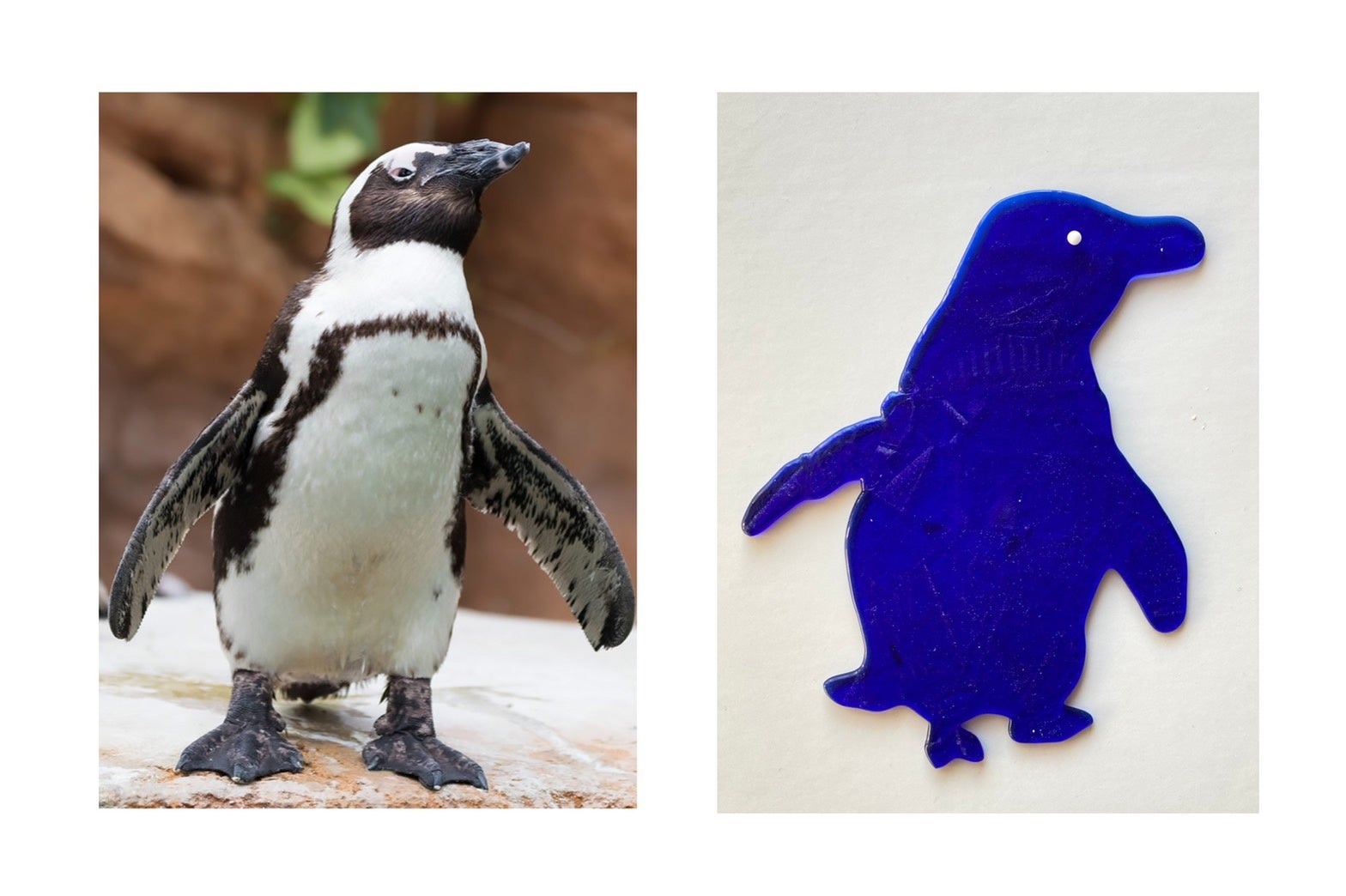 ケープペンギン