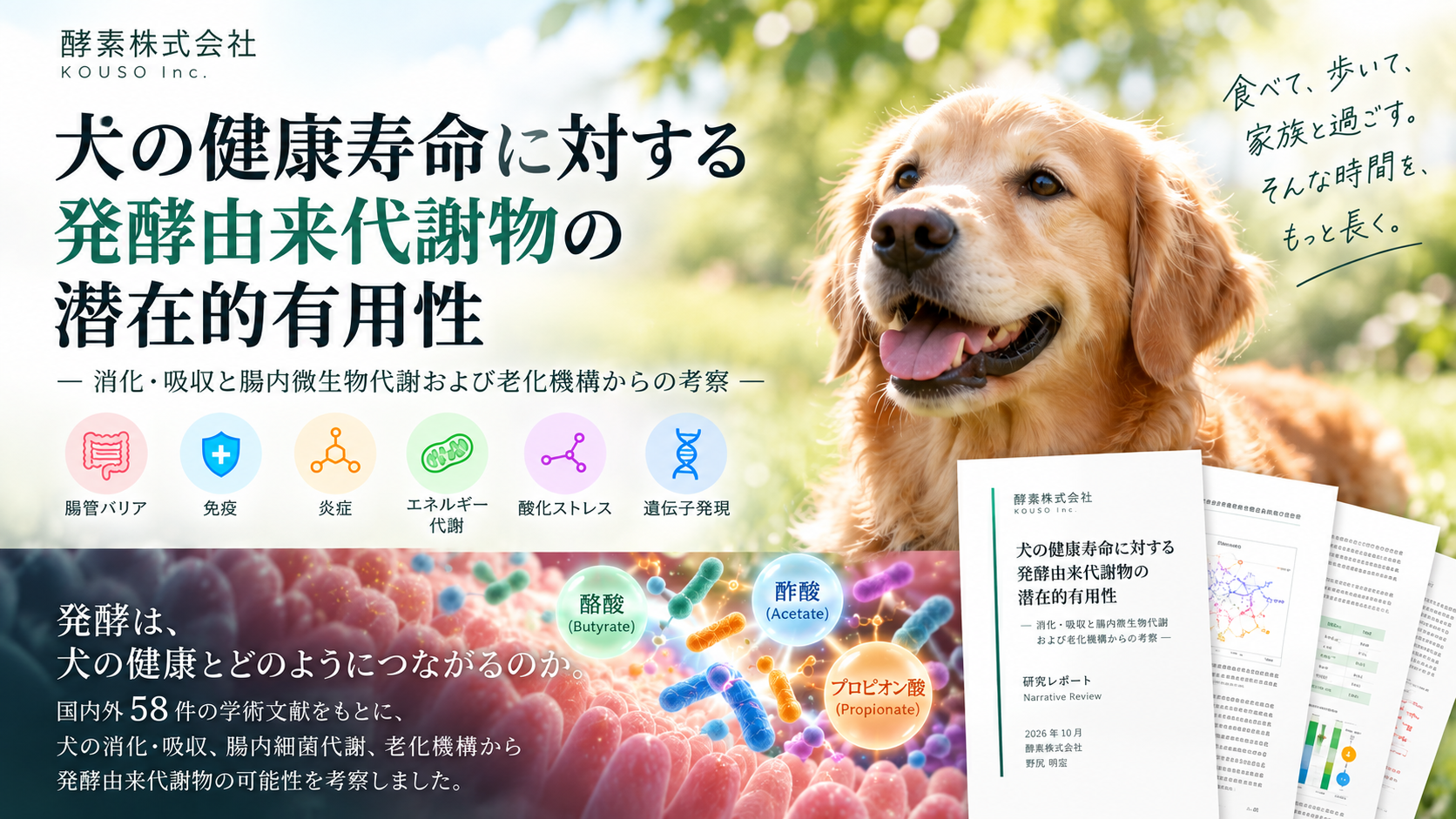 犬の健康寿命に「発酵由来代謝物」はどう関わるのか。58件の文献をもとに研究レポートを公開