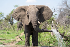 ゾウ＜画像提供：ガイド・太田ゆかさん＞（イメージ）