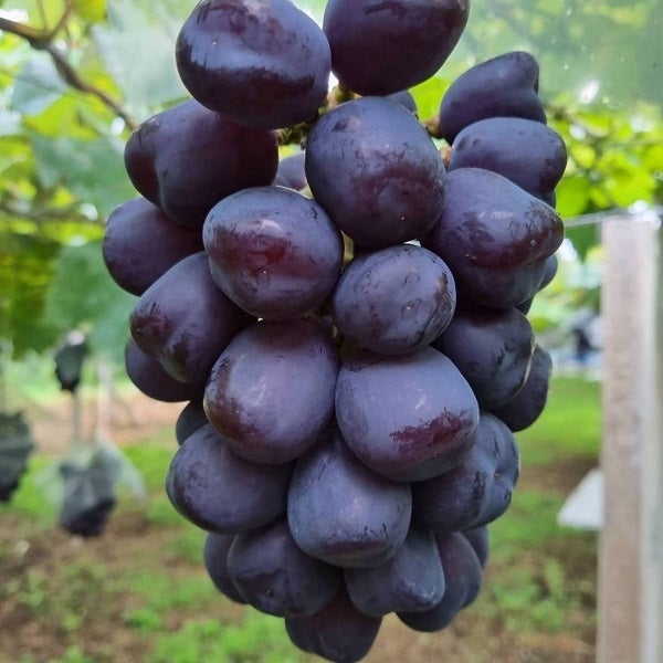 次世代シャインマスカット「富士の輝」（イメージ）