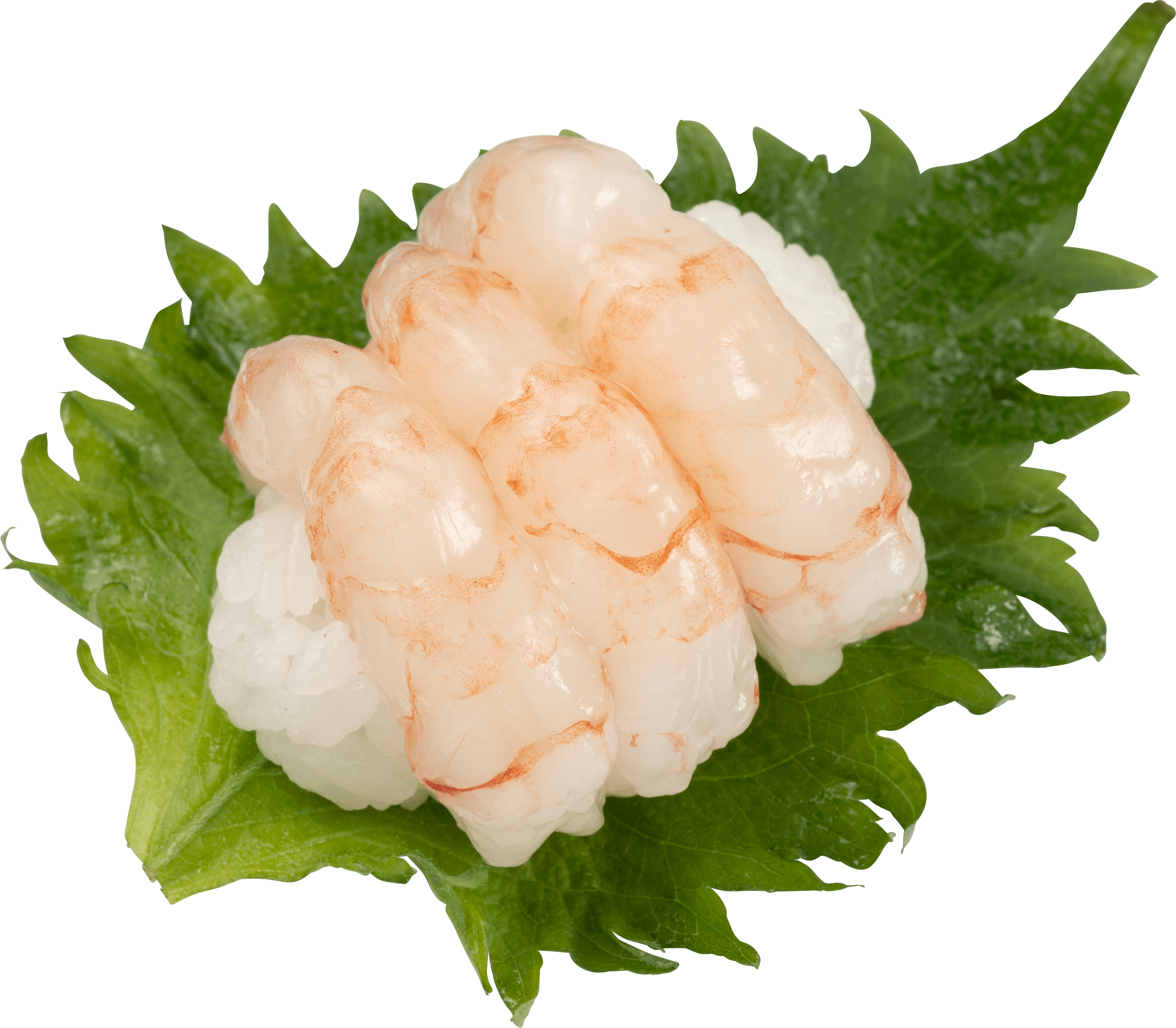 『北海道産 ぼたん海老』