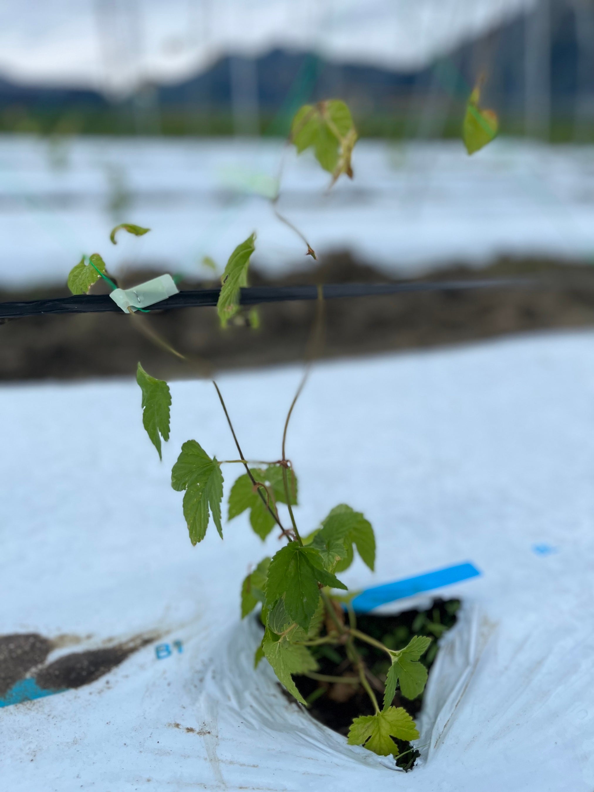 4月末植えたばかりのホップ