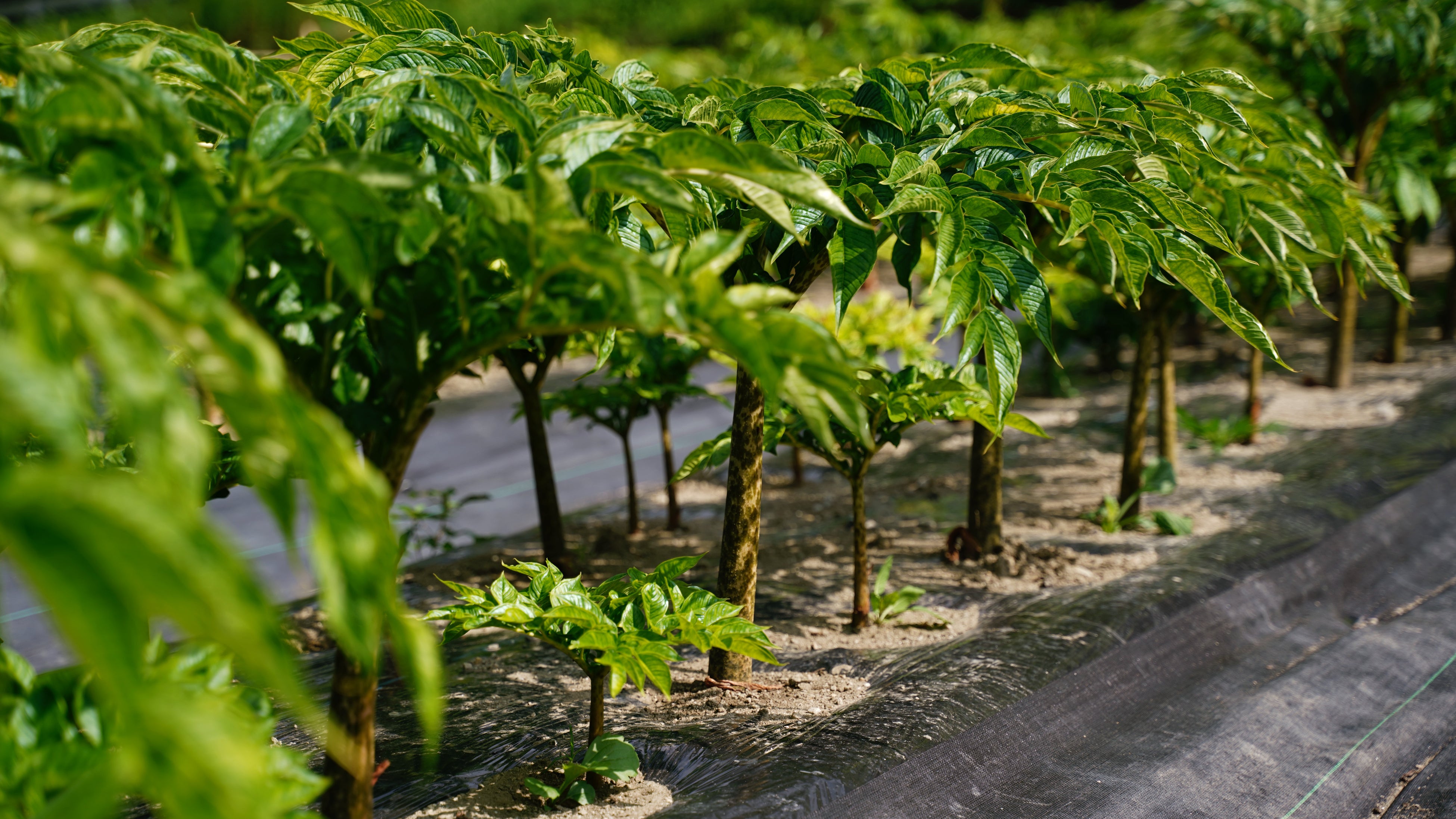 栽培中のこんにゃく芋