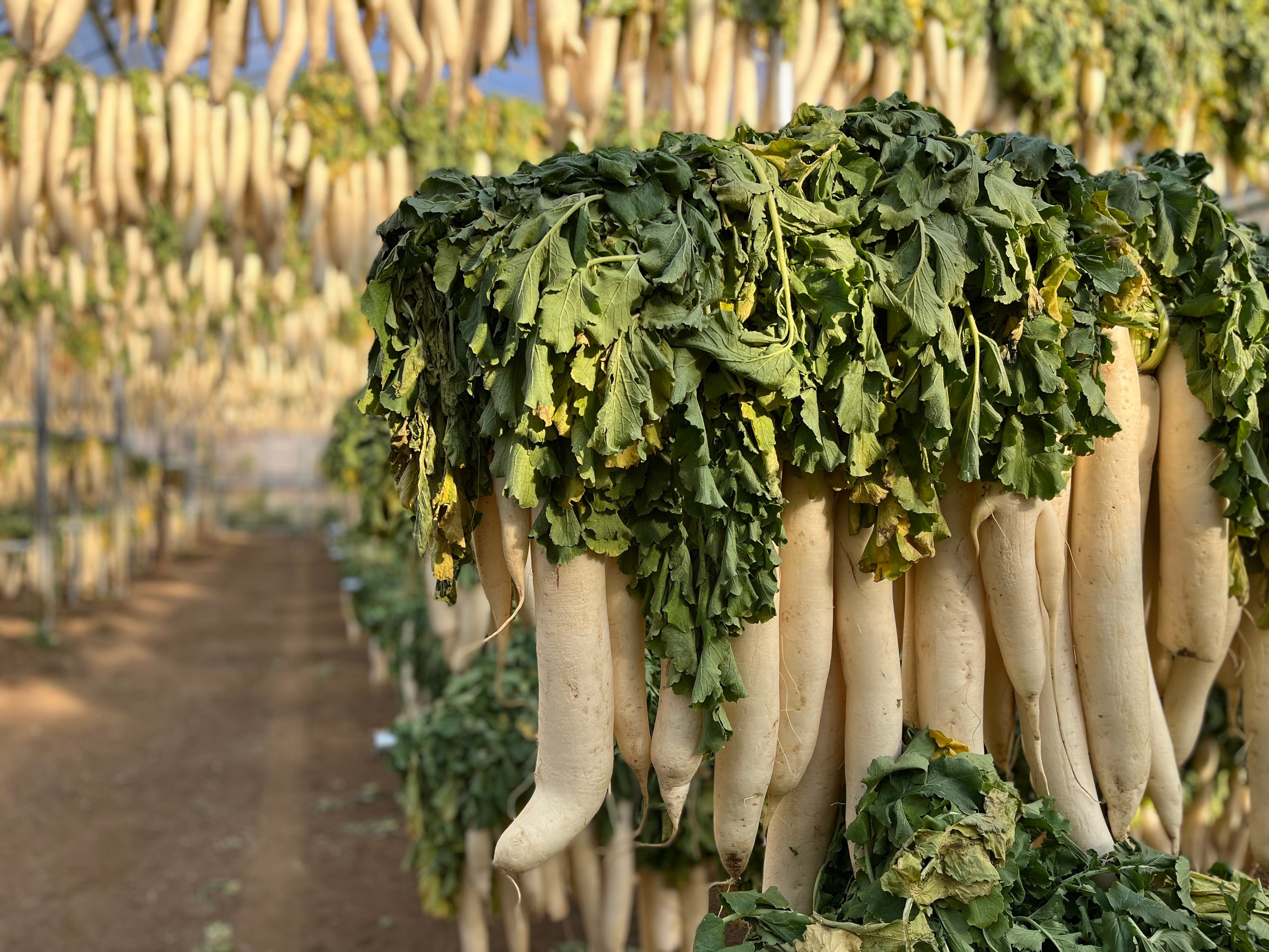 漬物用の大根2万本を寒干しする様子