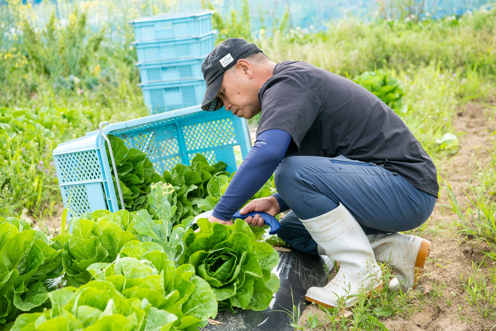 山口市内にあるゆめファームの圃場／ロメインレタスの収穫