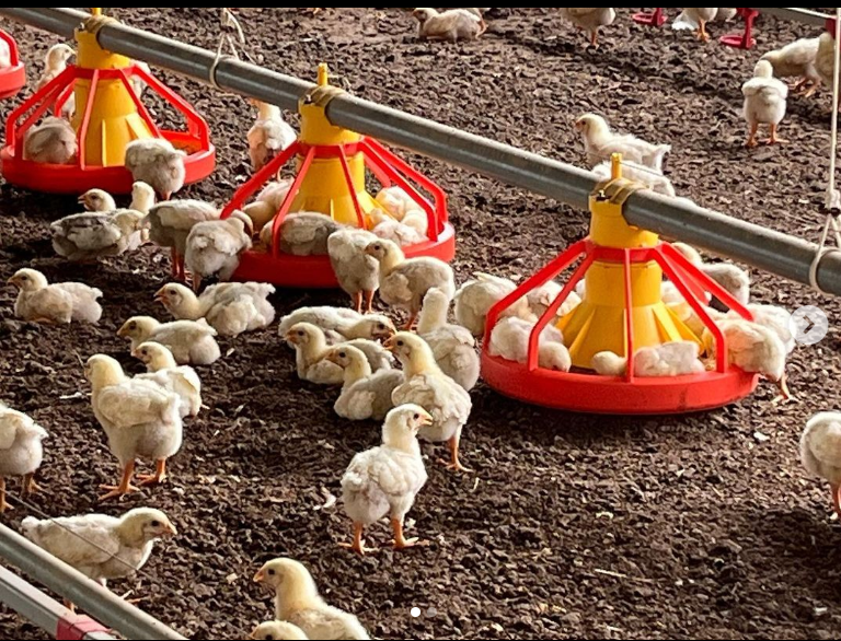 主力の若鶏生産