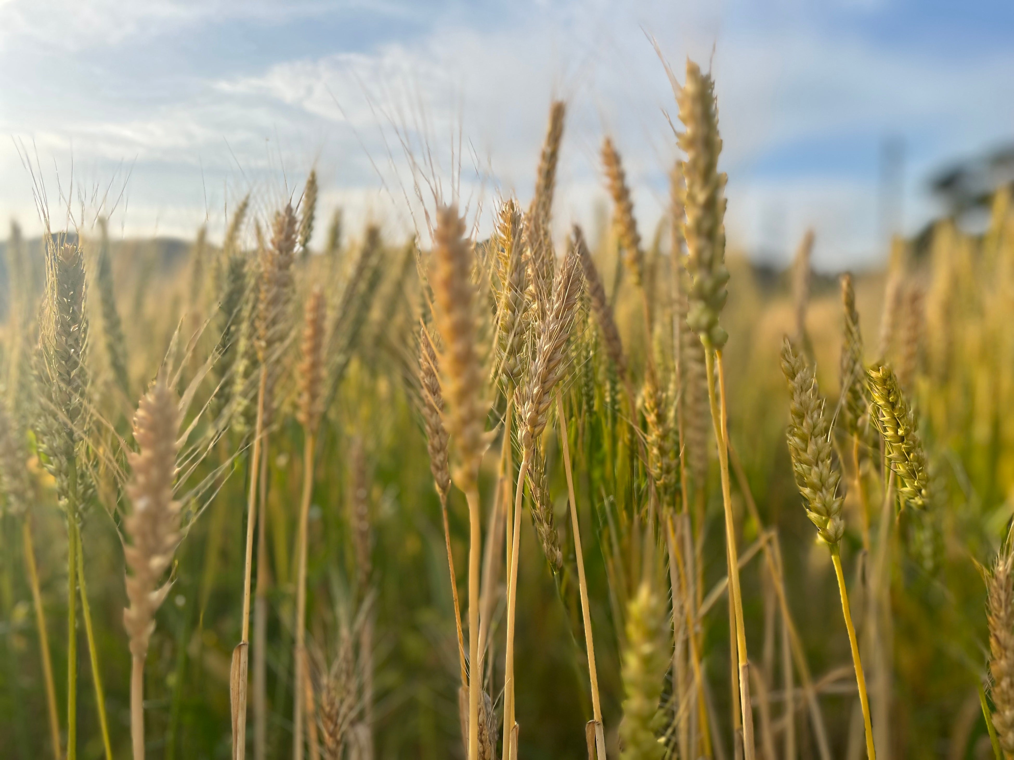 ビールムギ - 良質・多収穫の実践 ビールもサステナブル「秋川牧園大麦の旨みビール」5/25（土）新発売
