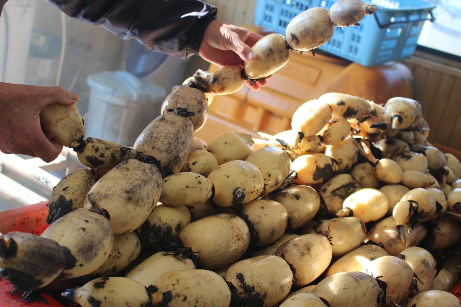 れんこんの成長過程を説明しているようす