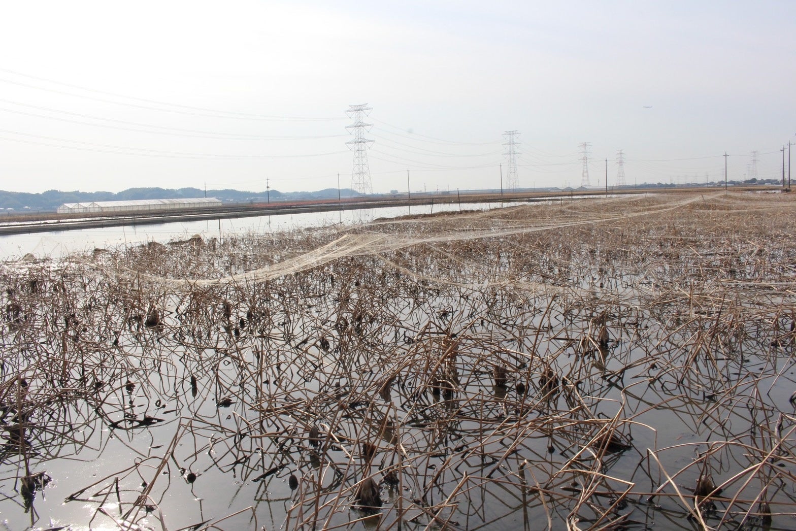 有坂農場のれんこん畑