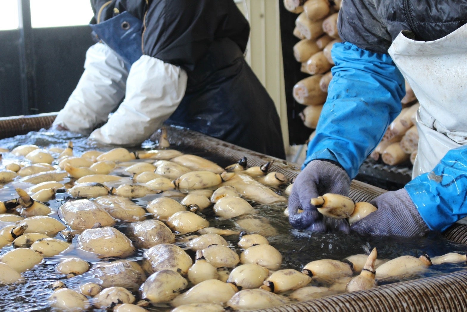 れんこんを洗っているようす