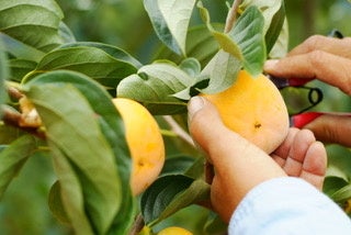 農悠舎王隠堂の柿