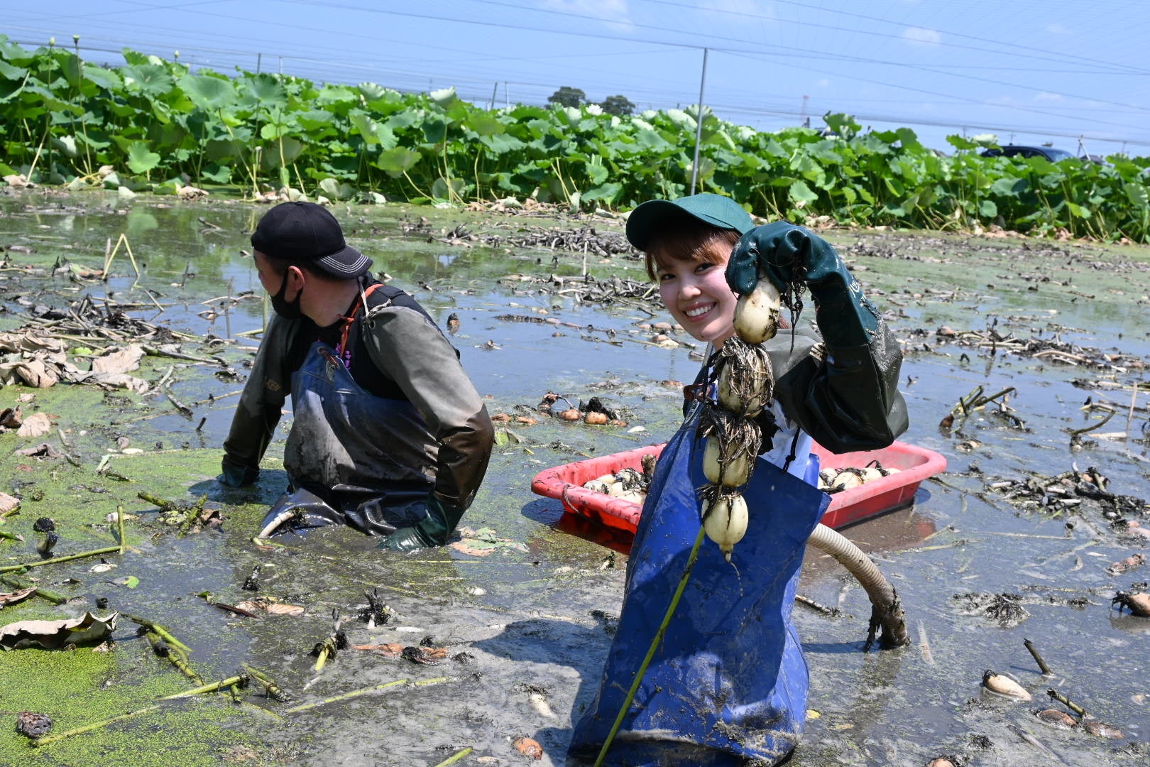 レンコン収穫のようす