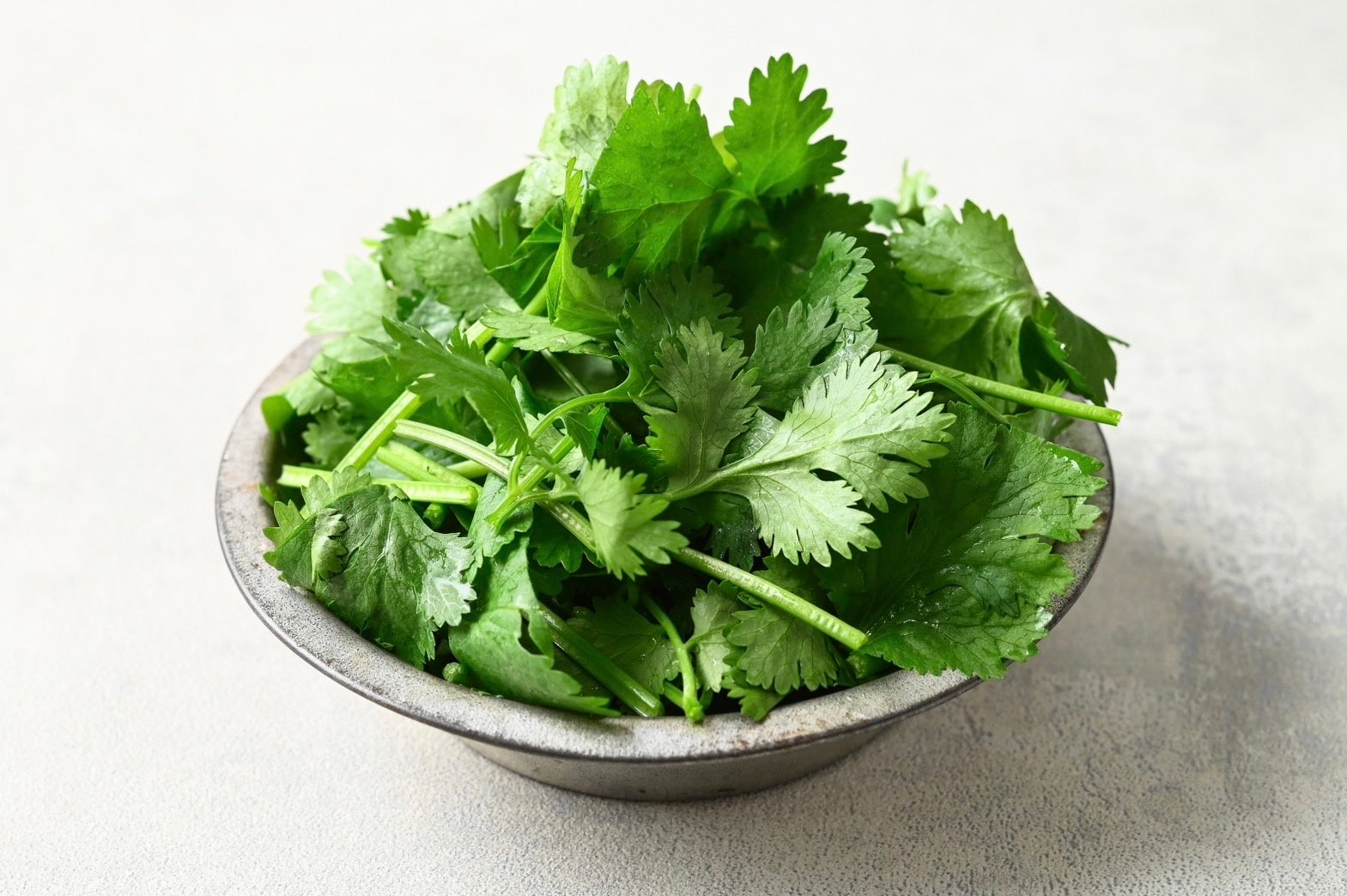 初夏が旬のパクチー