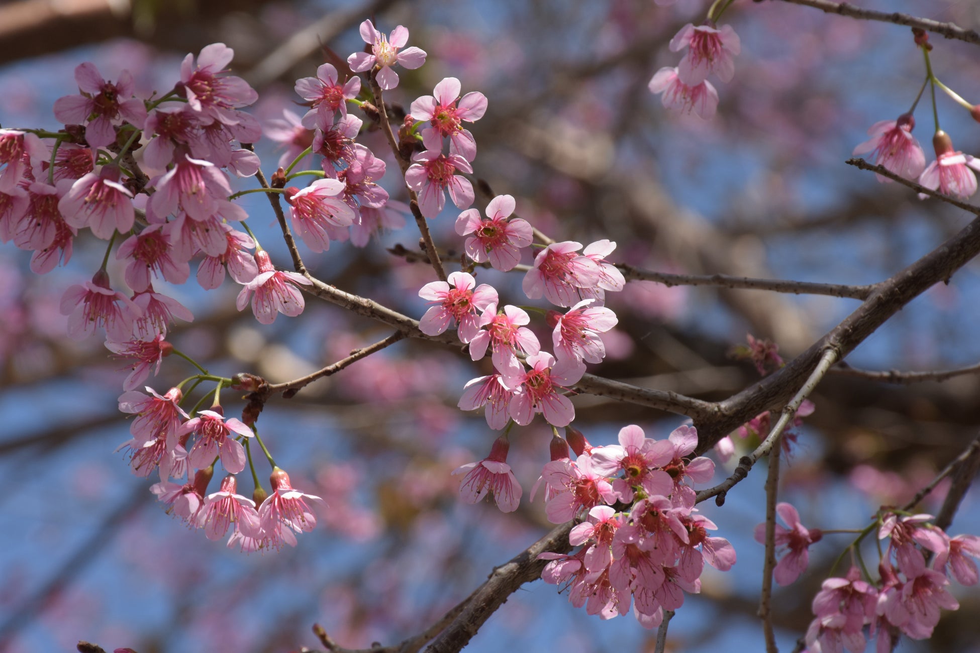 いよいよ開花宣言間近 Nipponia Hotel 奈良ならまちがお届けする お花見ランチフルコース 夜桜 花見 酒セット で心も体もほんのり春気分に バリューマネジメント株式会社のプレスリリース いよいよ開花宣言間近 Nipponia Hotel 奈良ならまちがお届けする お花見ランチフルコース 夜桜 花見 酒セット で心も体もほんのり春気分に バリューマネジメント株式会社のプレスリリース