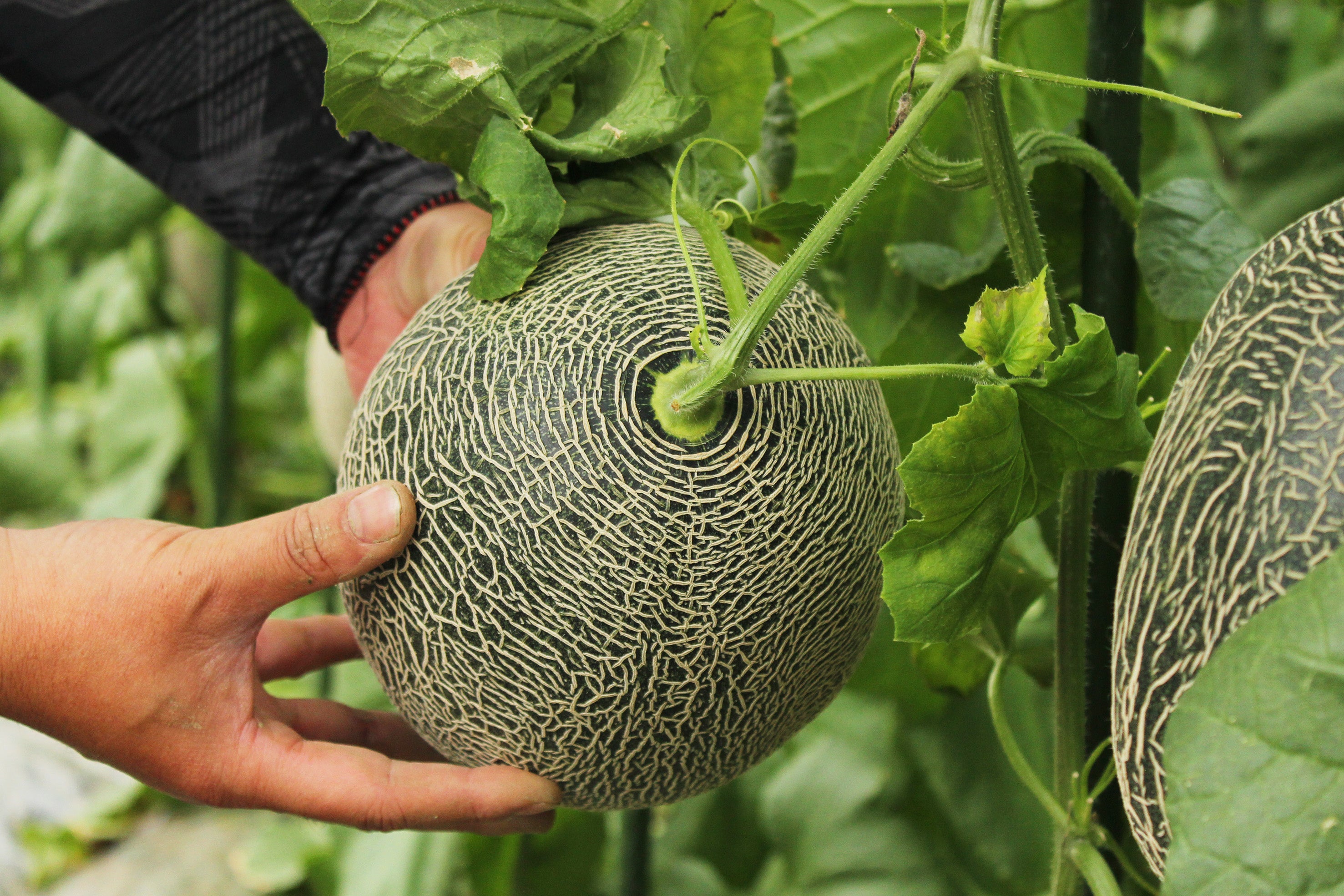 収穫前の“肥後グリーンメロン”