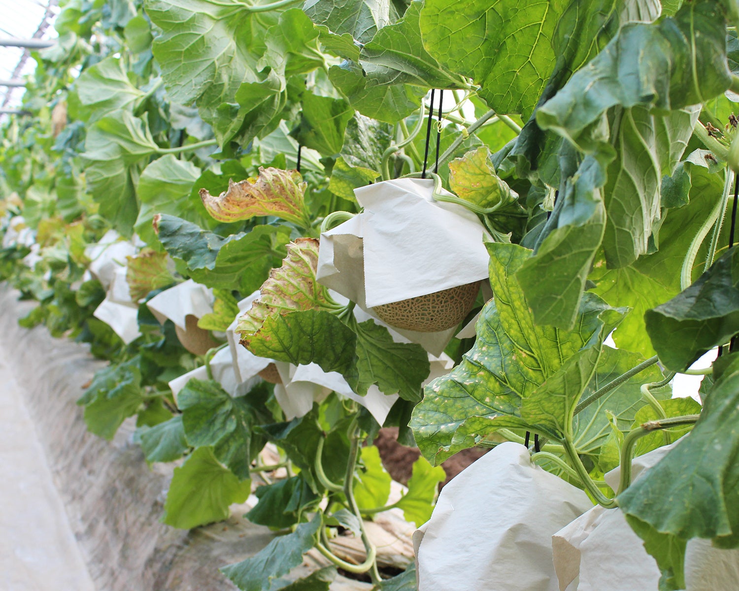 「一つ一つ丁寧に日よけが被せられています」