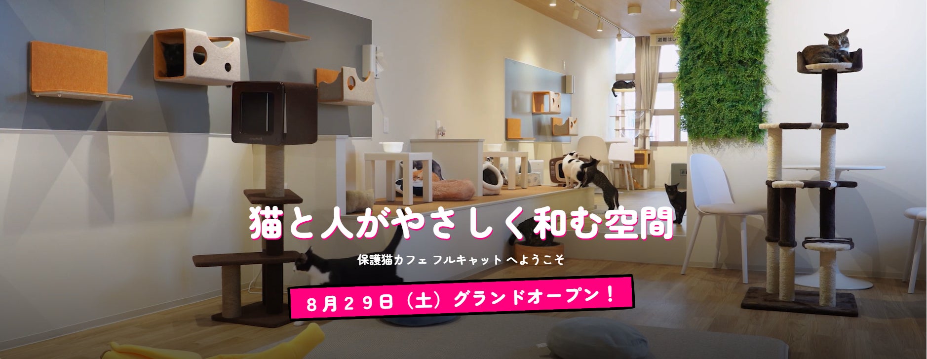 仙台の老舗猫カフェの猫を引き継ぎ、保護猫カフェが中心部商店街に開業