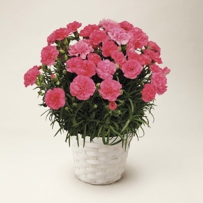 母の日ギフト に最適な婦人服 婦人小物 数量限定発売 4月16日 土 から順次展開 株式会社 イトーヨーカ堂のプレスリリース 母の日ギフト に最適な婦人服 婦人小物 数量限定発売 4月16日 土 から順次展開 株式会社 イトーヨーカ堂のプレスリリース