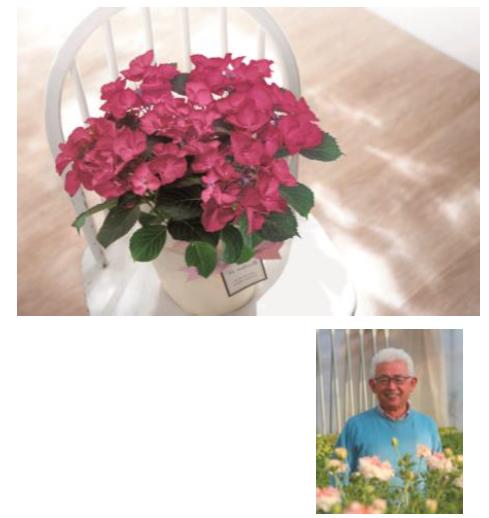 『あじさい鉢植え「ダークエンジェル」』