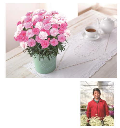 『カーネーション鉢植え「ホッピングピンク」』