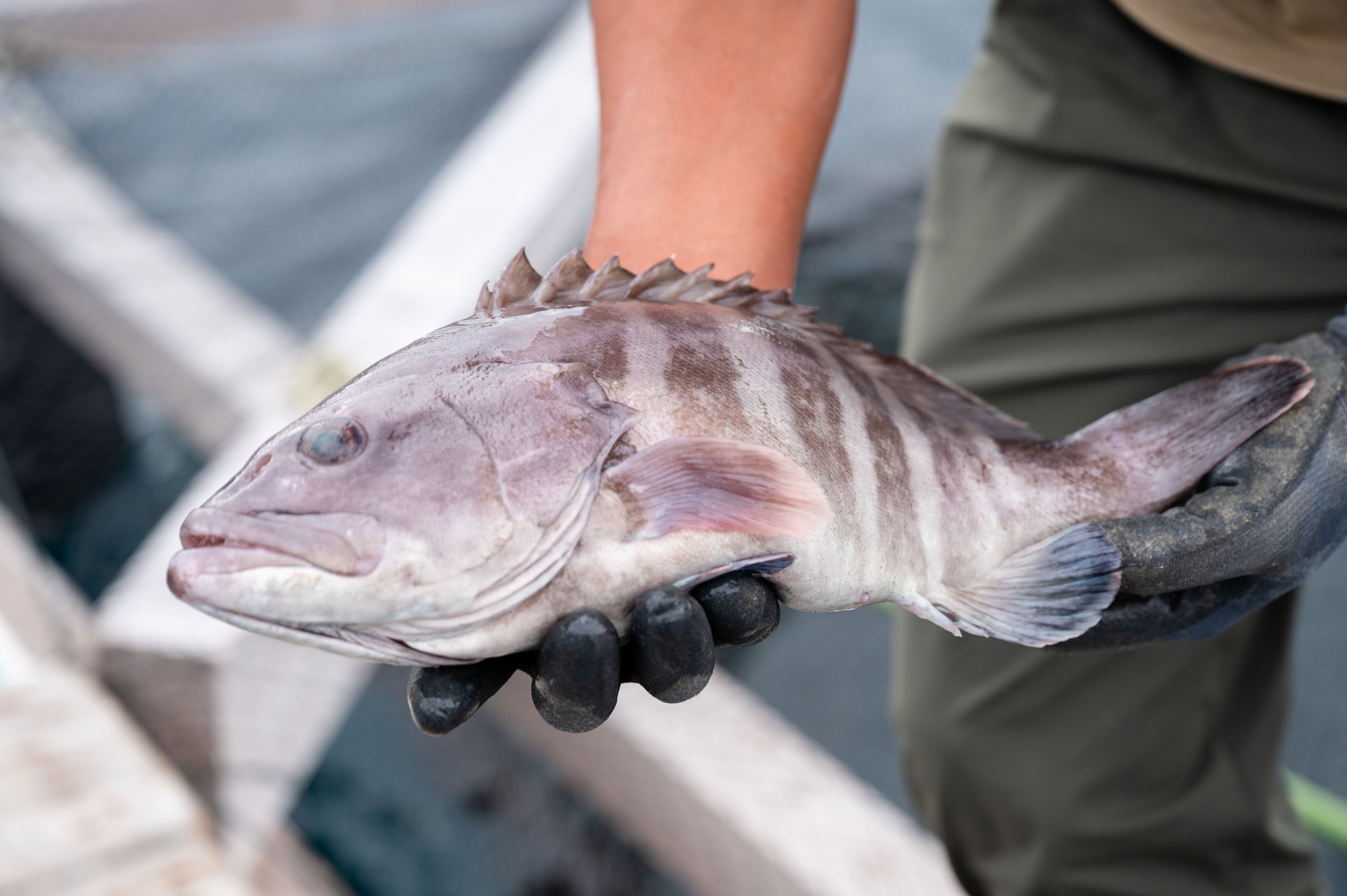 幻の高級魚マハタの「若狭おばま醤油干し」を新開発！100年フード実行委員会主催【あの海の見える、路地マルシェ】（10/31:福井県小浜市）にて初登場