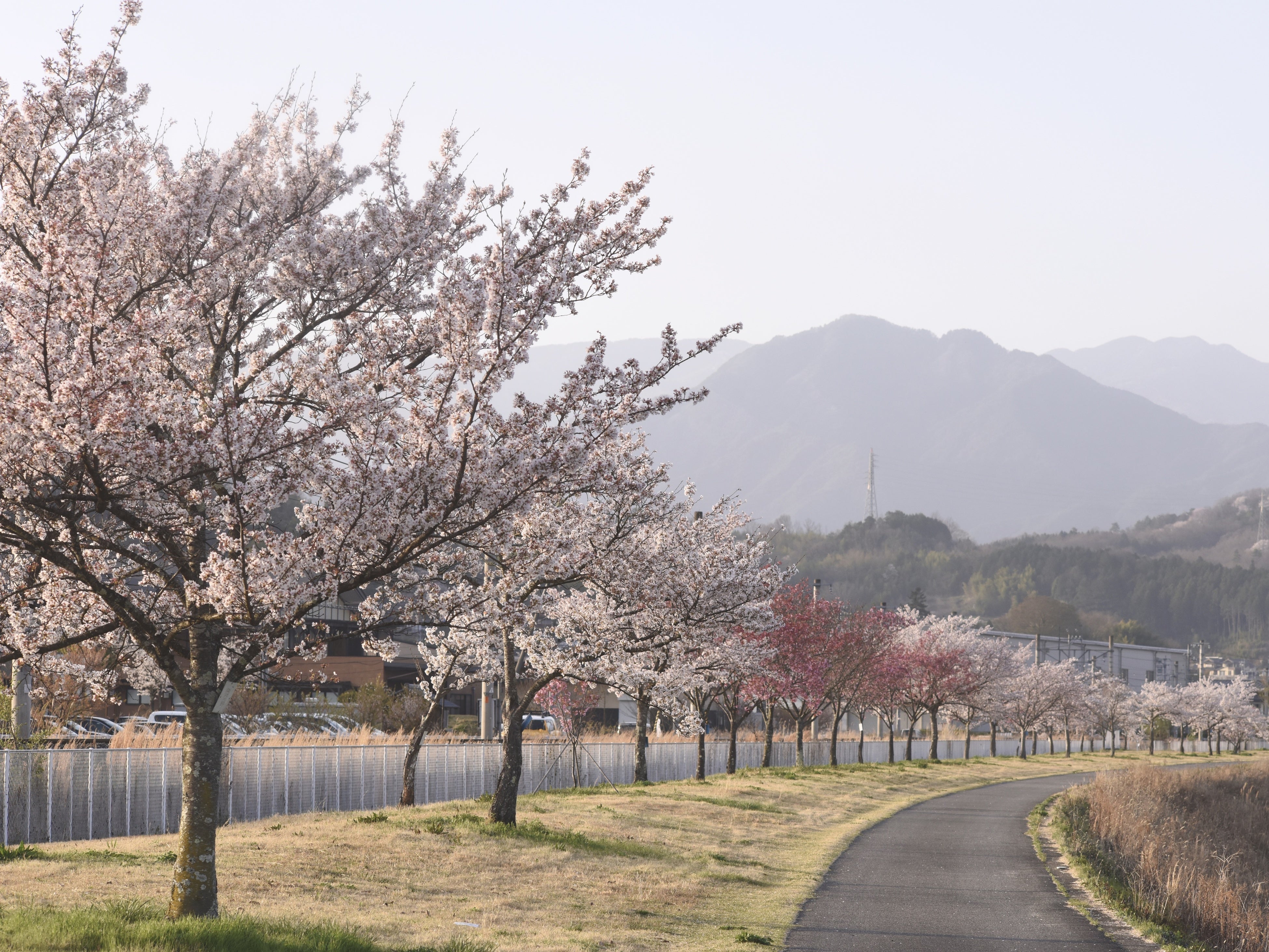 フォトギャラリー_写真一例（春）