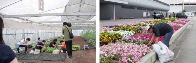 ベビーリーフの収穫や植栽管理を行う仕事風景