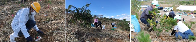 ＜　植樹の様子、　中央・右：植樹3年目のヤマザクラ・トベラ　＞