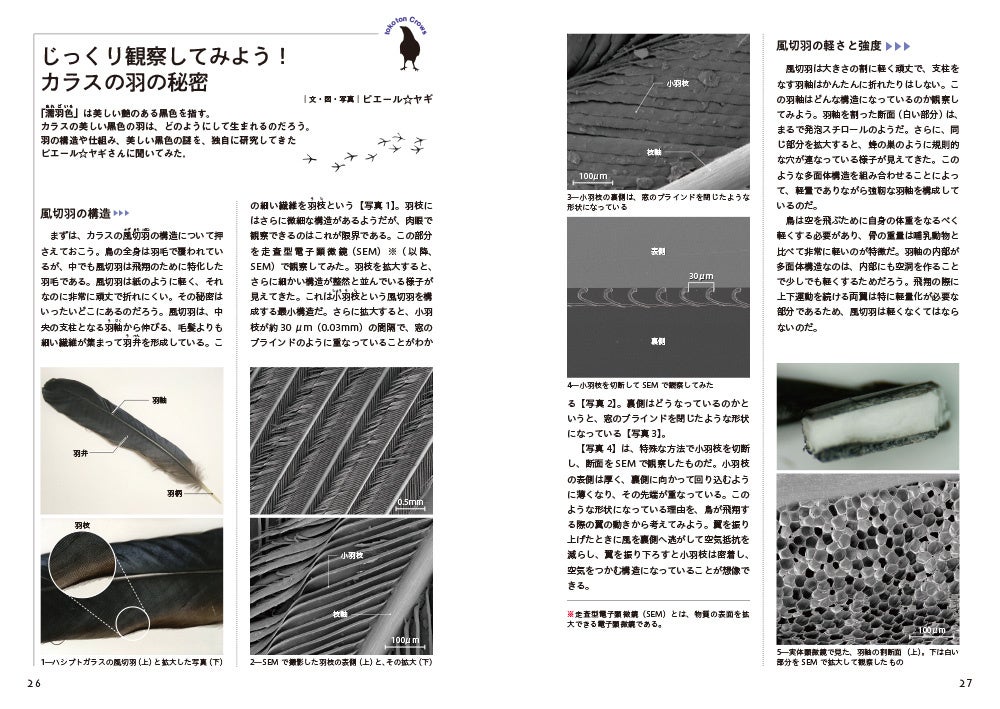じっくり観察してみよう！カラスの羽の秘密（ピエール☆ヤギ）