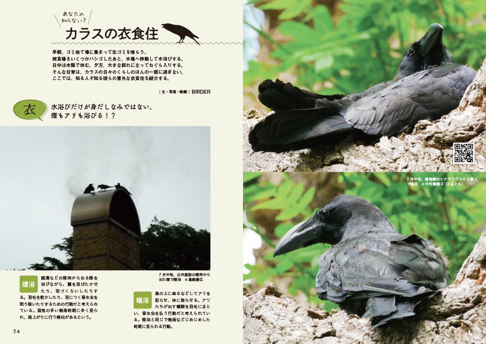 カラスの衣食住（BIRDER編集部）