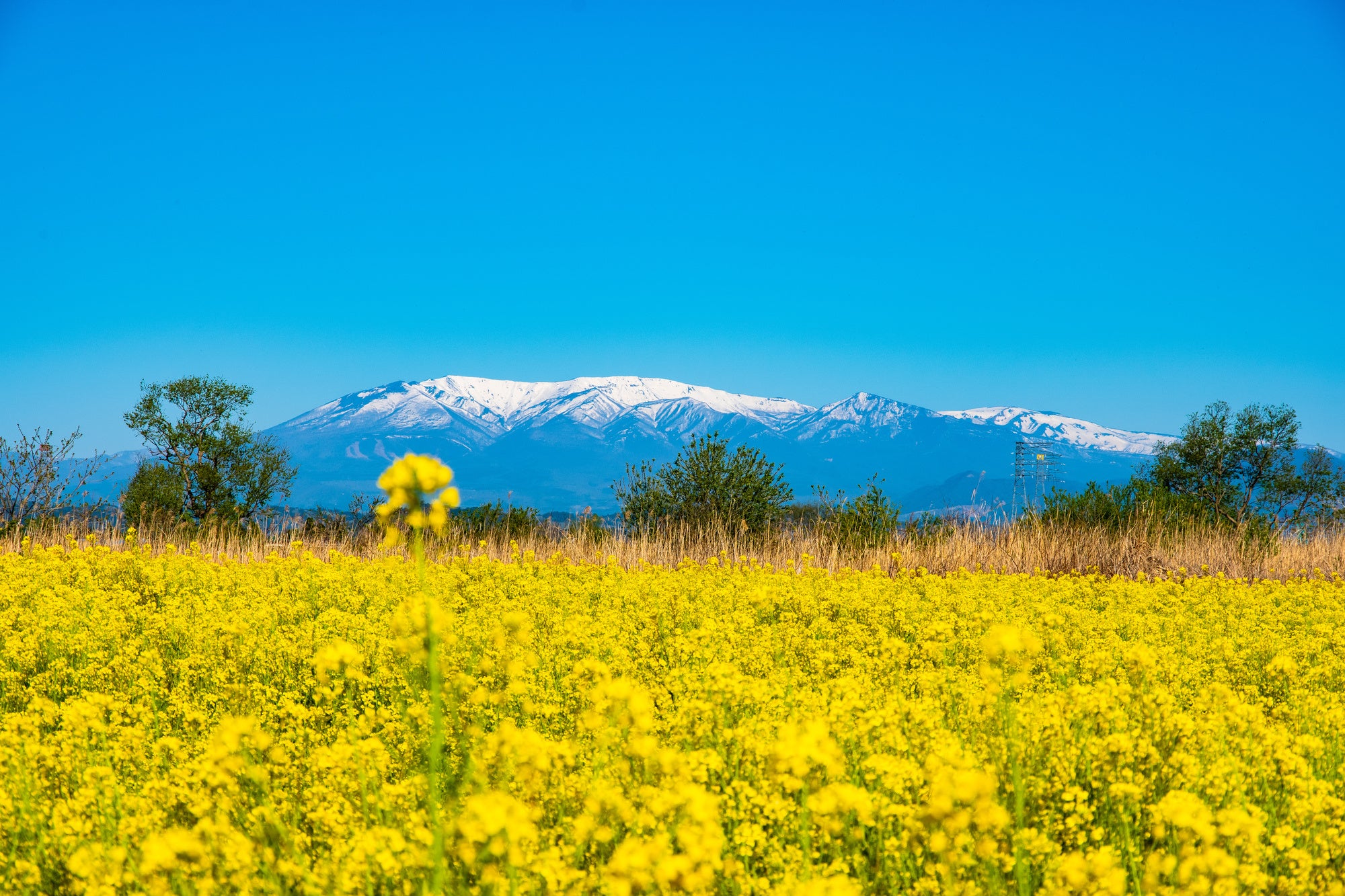 流れる阿武隈川と蔵王連峰を背に、春の息吹を伝える菜の花