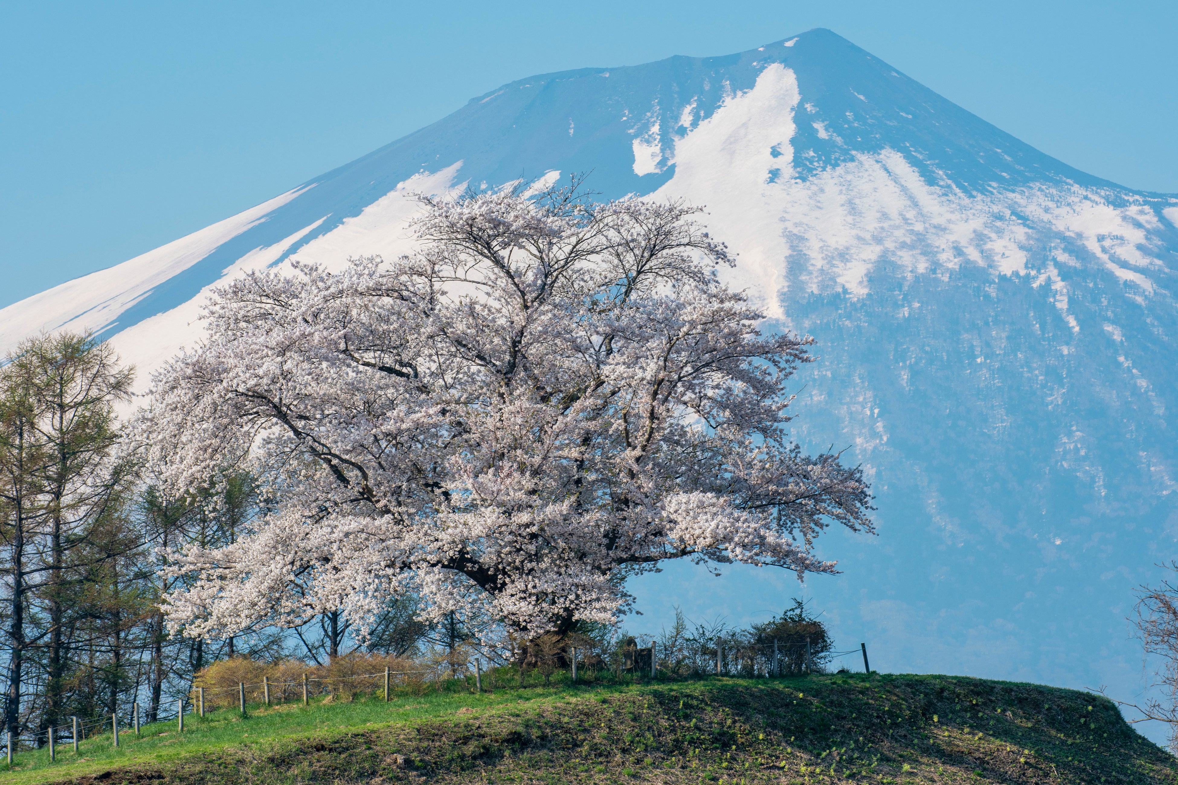 岩手山と為内の一本桜