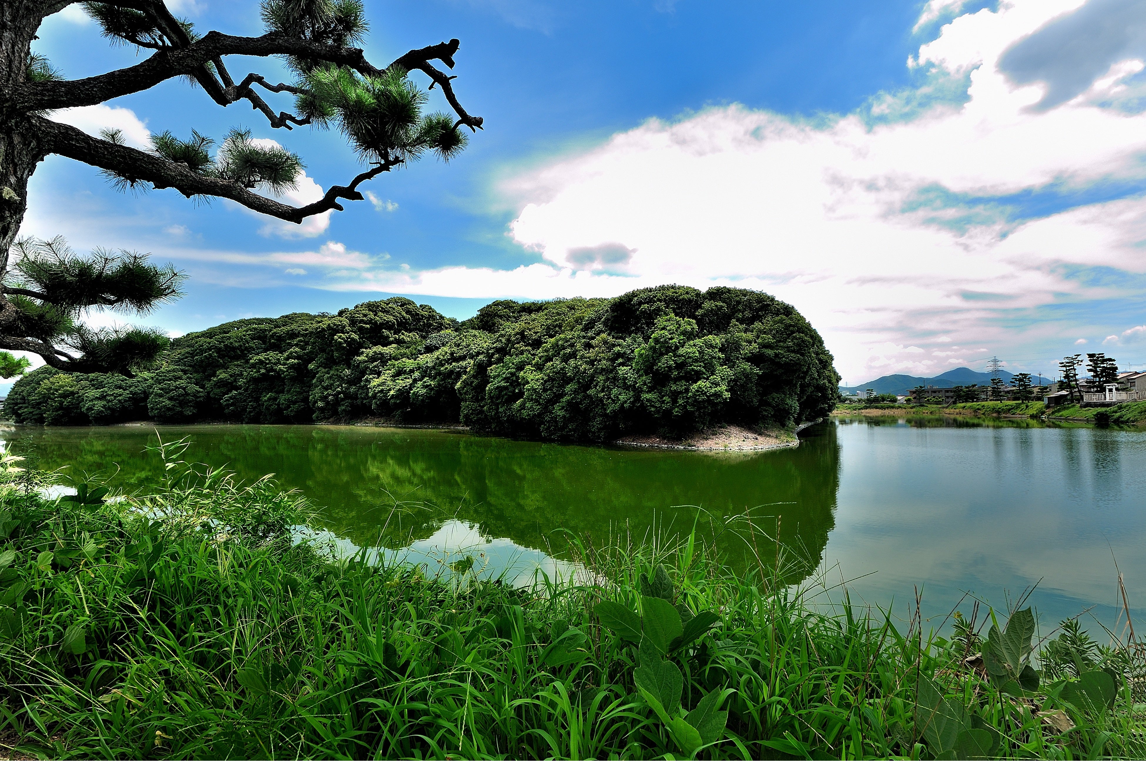周濠にはたくさんの水鳥が飛来する仲哀天皇陵古墳（藤井寺市教育委員会提供）