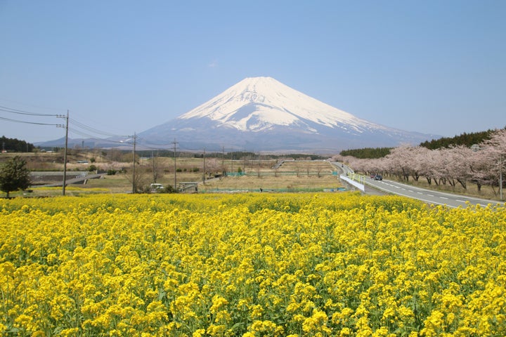 パノラマロードからの菜の花と富士山
