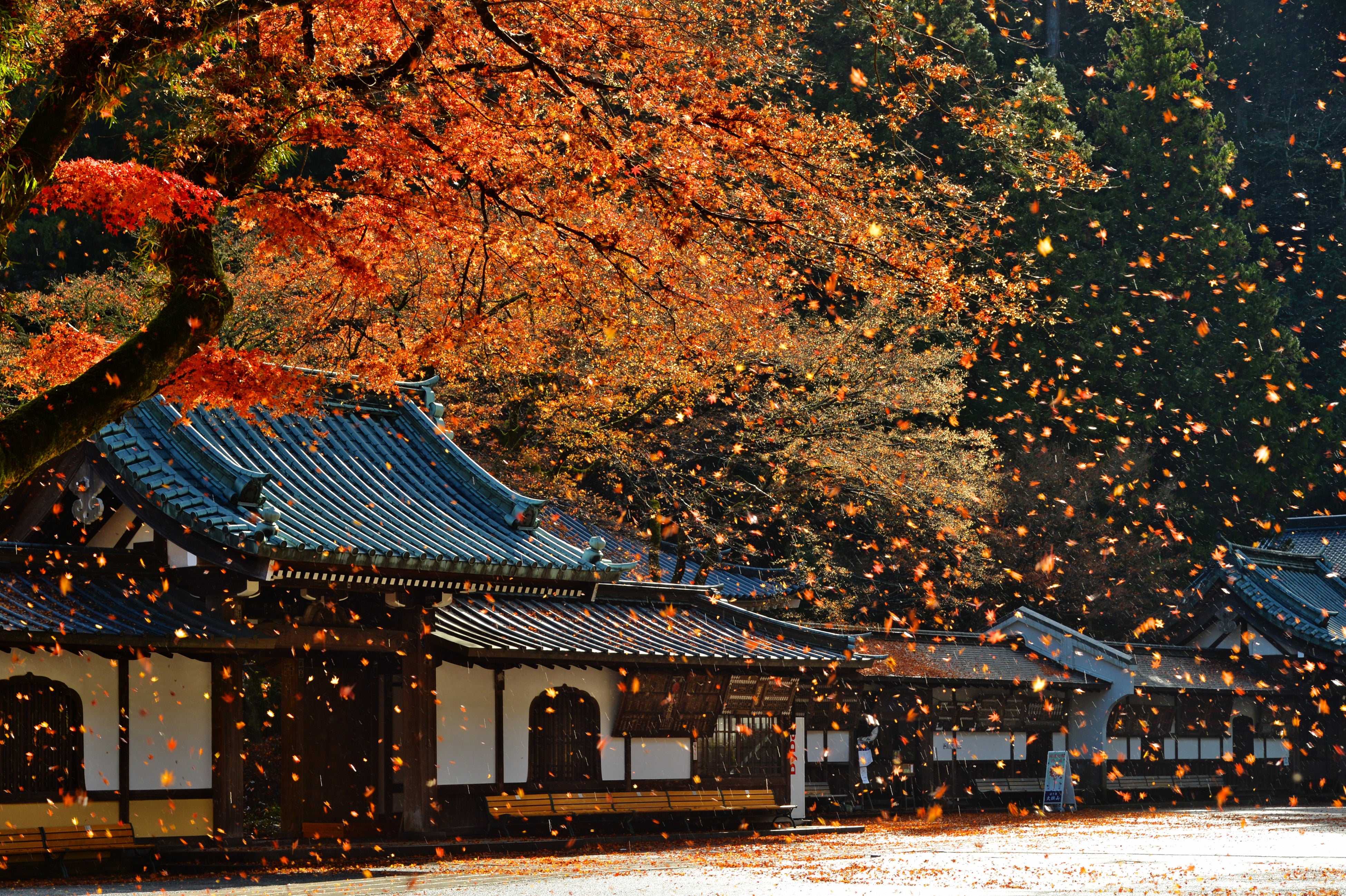 紅葉が舞う最乗寺：天狗伝説で知られている