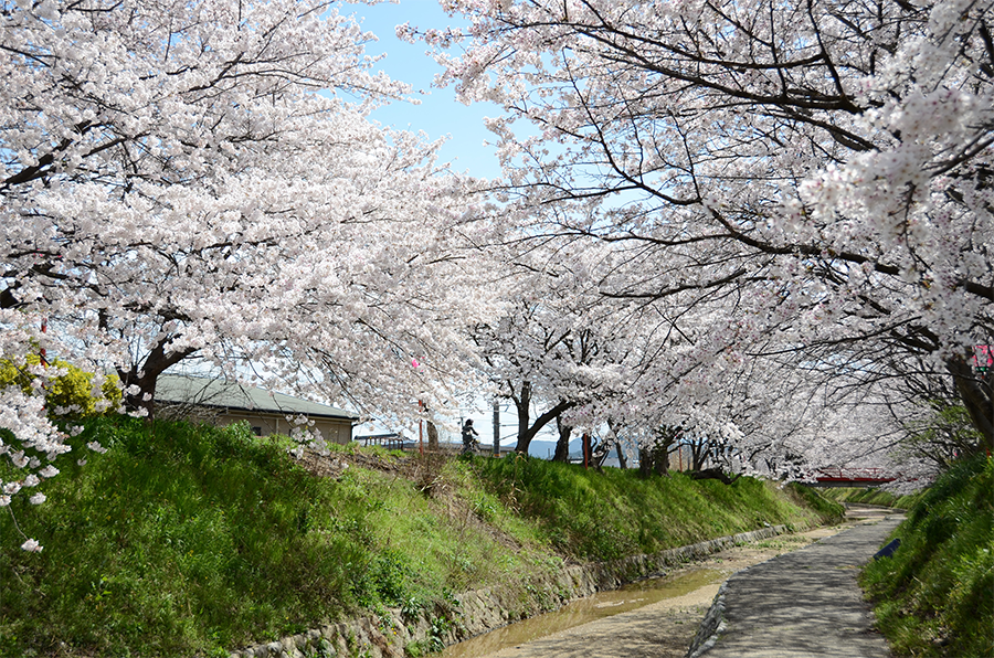 柳田川の桜並木