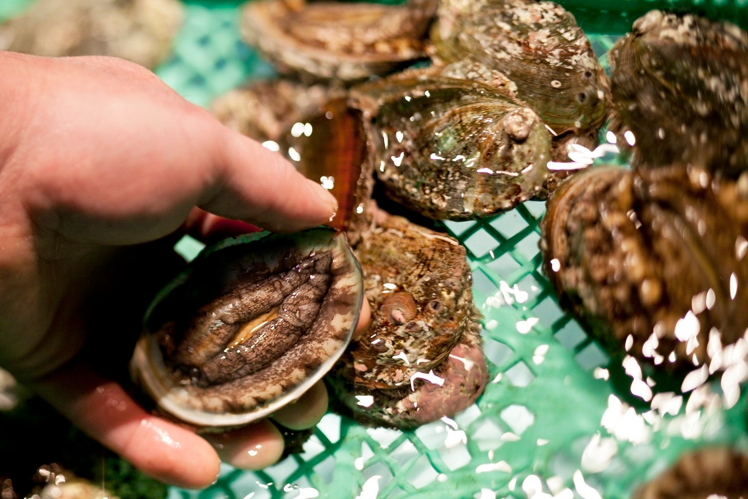 北海道産蝦夷アワビ