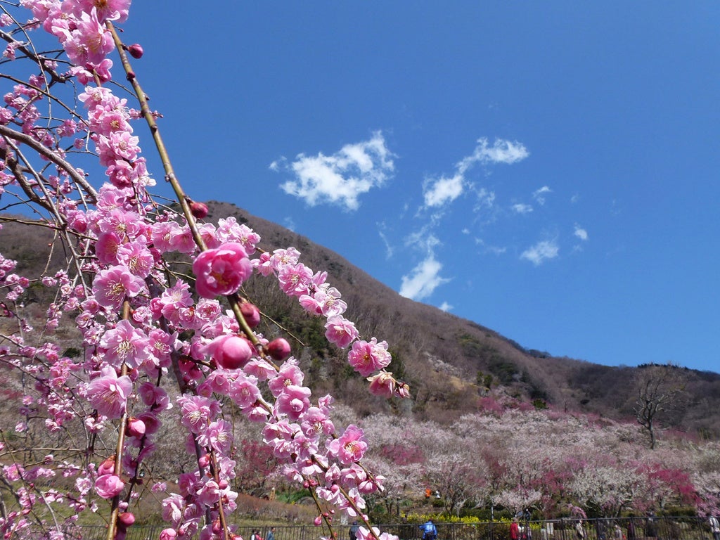 幕山公園～湯河原梅林の梅