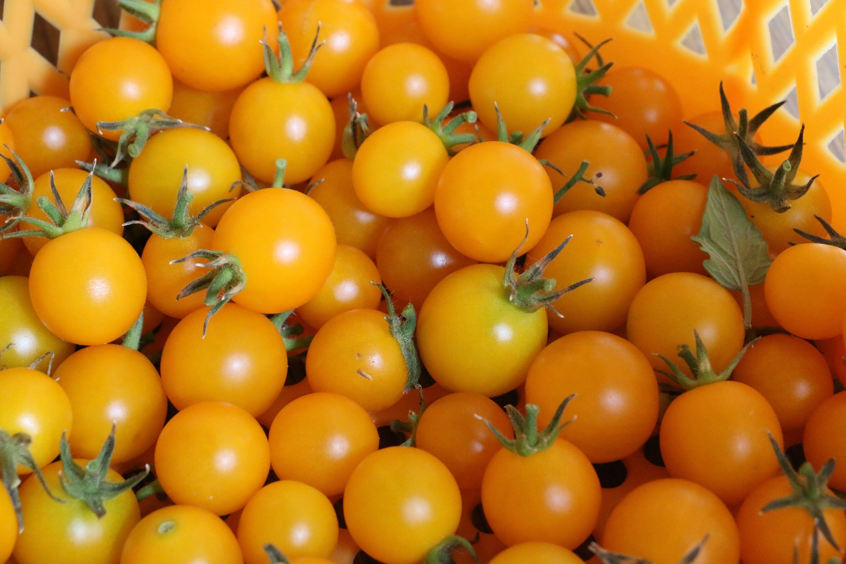 新鮮なミニトマト