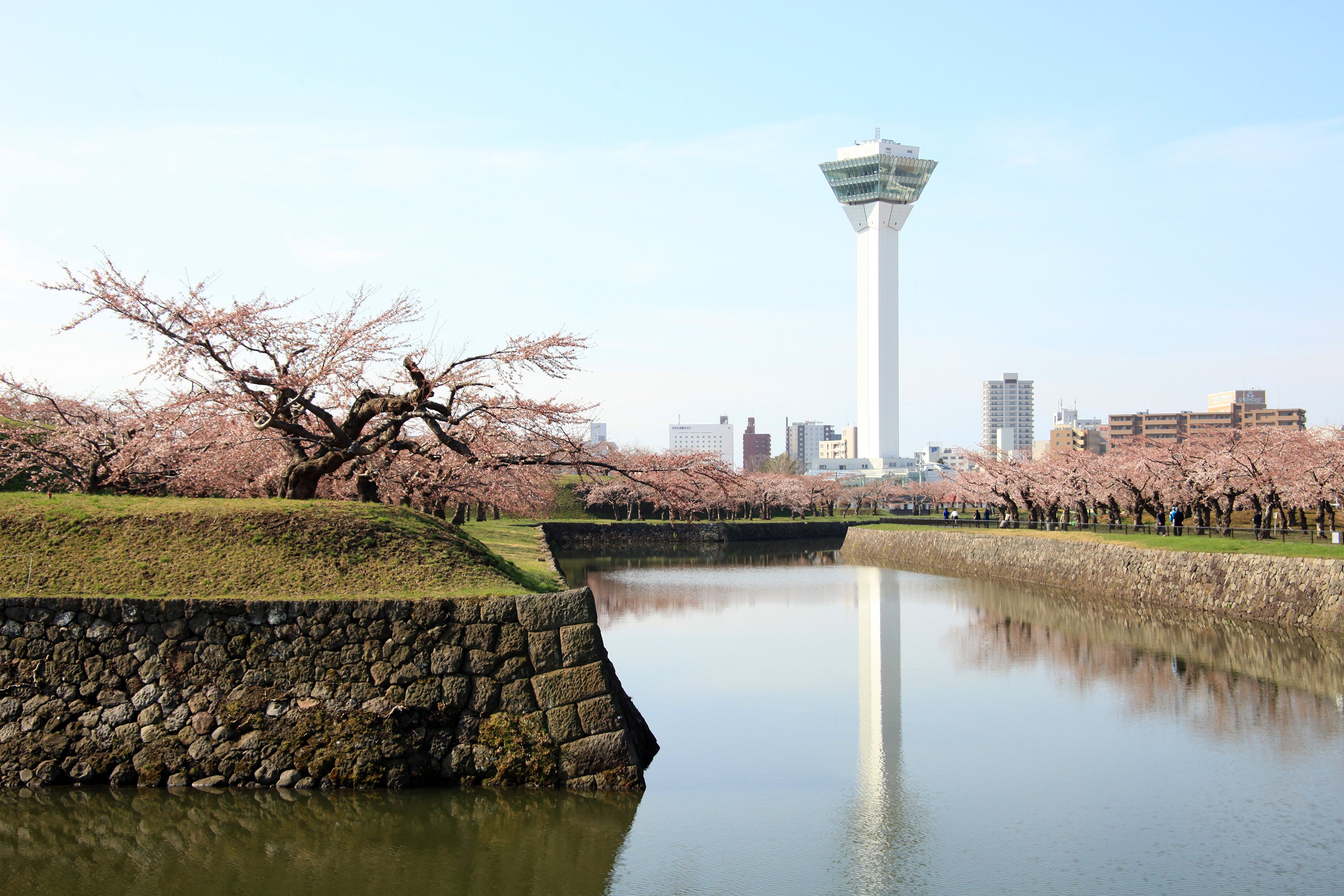 五稜郭公園の桜