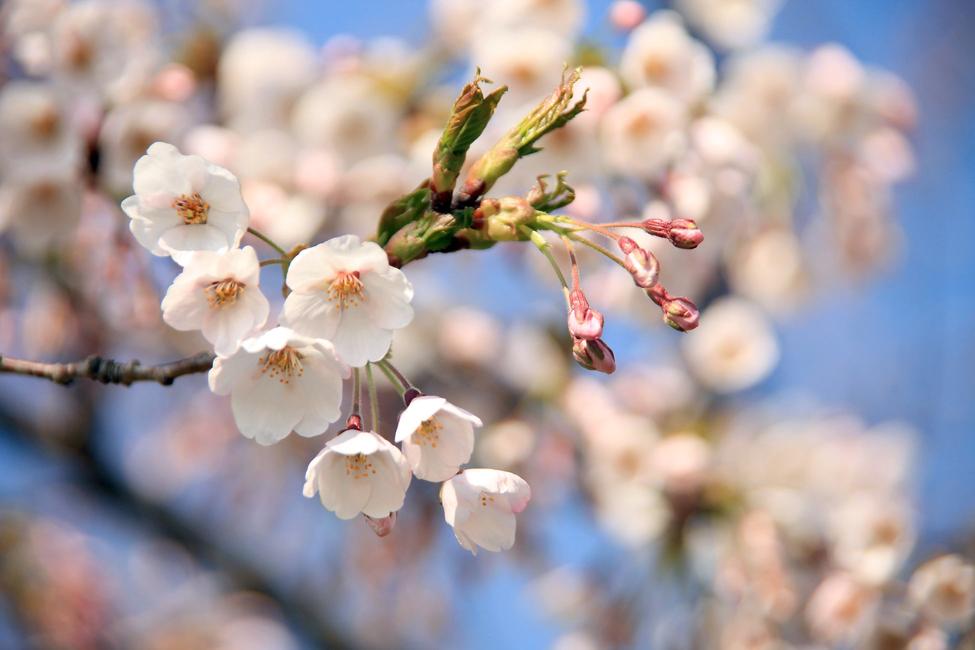 函館湯の川温泉 望楼noguchi函館 桜色に染まる異国情緒溢れる街並を散策お花見貸切タクシー付きプラン 野口観光マネジメント株式会社のプレスリリース 函館湯の川温泉 望楼noguchi函館 桜色に染まる異国情緒溢れる街並を散策お花見貸切タクシー付きプラン 野口観光マネジメント株式会社のプレスリリース